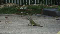 Iguana iguana