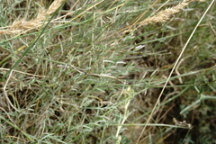 Astragalus ucrainicus