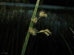 Schoenoplectus triqueter