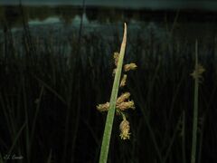 Schoenoplectus triqueter