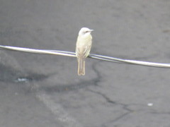 Tyrannus melancholicus