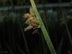 Schoenoplectus triqueter