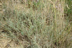 Astragalus ucrainicus