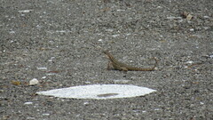 Leiocephalus carinatus