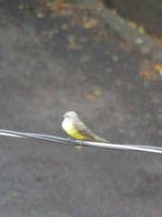 Tyrannus melancholicus