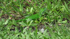 Iguana iguana