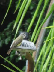 Tyrannus melancholicus