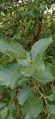 Salix