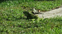 Iguana iguana