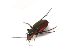 Agonum ericeti