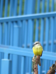 Tyrannus melancholicus