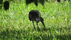 Eudocimus albus