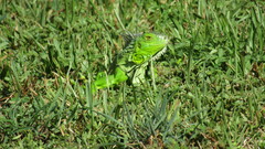 Iguana iguana