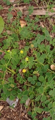 Medicago lupulina