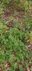 Medicago lupulina