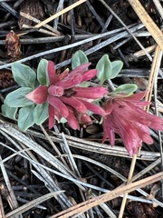 Monardella macrantha macrantha