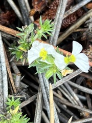 Leptosiphon melingii