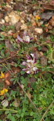 Trifolium wigginsii