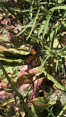 Danaus plexippus