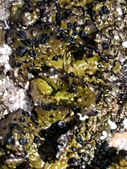 Umbilicariomycetidae