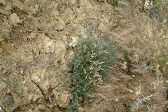 Astragalus ucrainicus