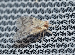 Bothriocera maculata