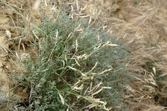 Astragalus ucrainicus