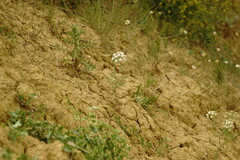Astrodaucus littoralis