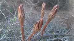Peniocereus striatus