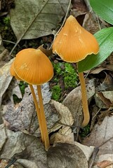 Entoloma salmoneum