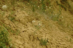 Astrodaucus littoralis