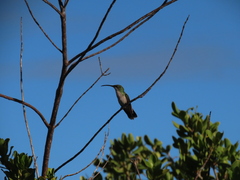 Anthracothorax aurulentus