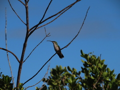 Anthracothorax aurulentus