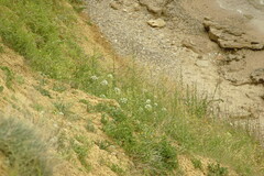 Astrodaucus littoralis