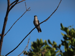 Anthracothorax aurulentus