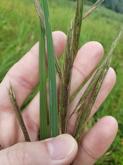 Sporobolus michauxianus