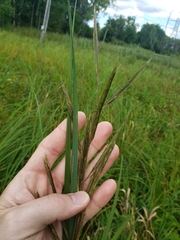 Sporobolus michauxianus