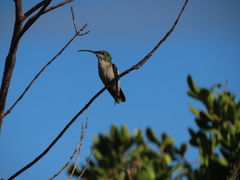 Anthracothorax aurulentus