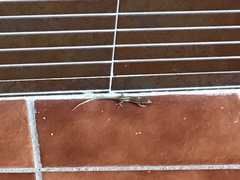 Psammodromus algirus