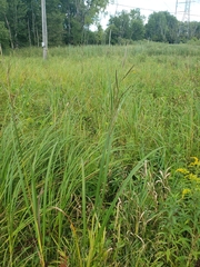 Sporobolus michauxianus