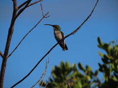 Anthracothorax aurulentus