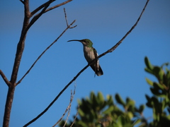 Anthracothorax aurulentus