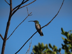 Anthracothorax aurulentus