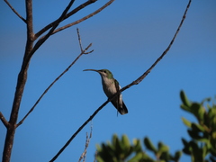Anthracothorax aurulentus