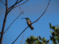 Anthracothorax aurulentus