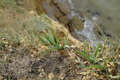 Iris pumila