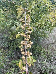 Angiospermae