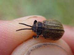 Galeruca interrupta