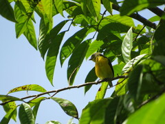Euphonia violacea
