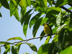 Euphonia violacea